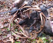 Three bucks 4